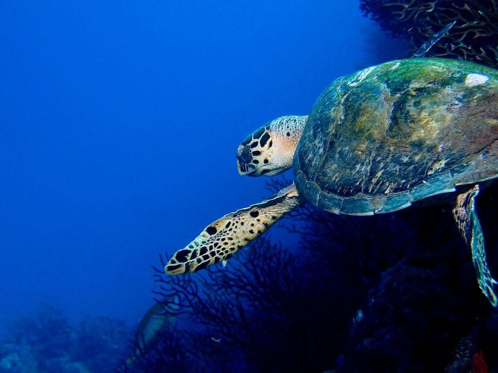 Vacation Travel Innovation Reviews Less-Crowded Caribbean Destinations 1